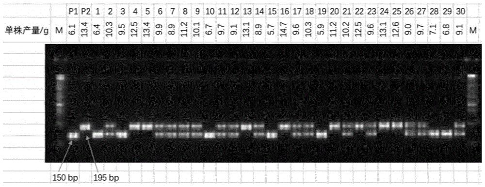 水稻成株期耐盐基因LOC_Os02g49700的分子标记方法及应用