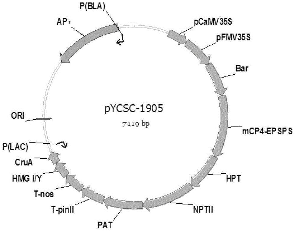 一种转基因油菜及其产品筛查阳性质粒分子pYCSC-1905及其应用