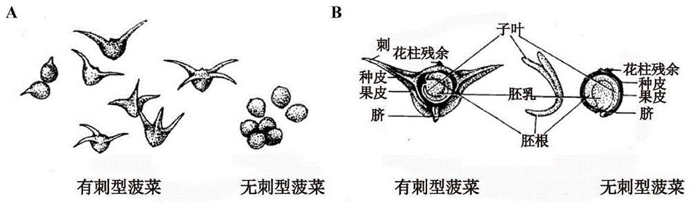 一种与菠菜果实形态相关的InDel分子标记及检测引物与应用