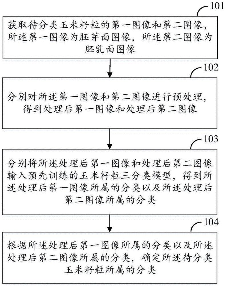 一种玉米籽粒分类方法、装置、介质及设备