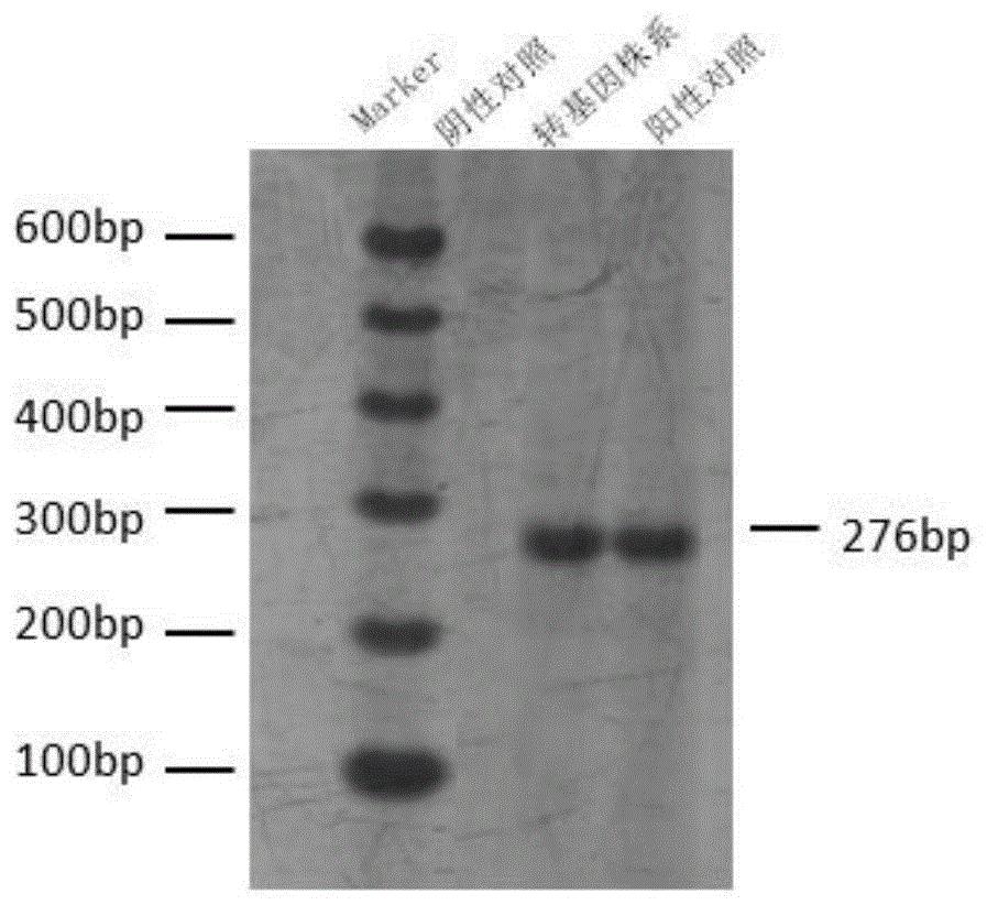 一种与植物抗逆性相关的SiMYB4蛋白及其相关生物材料与应用