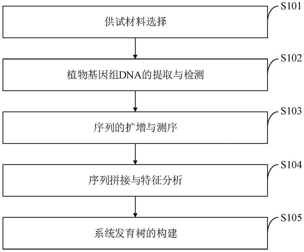 基于不同分子标记的葱属蔬菜资源系统分类方法及应用
