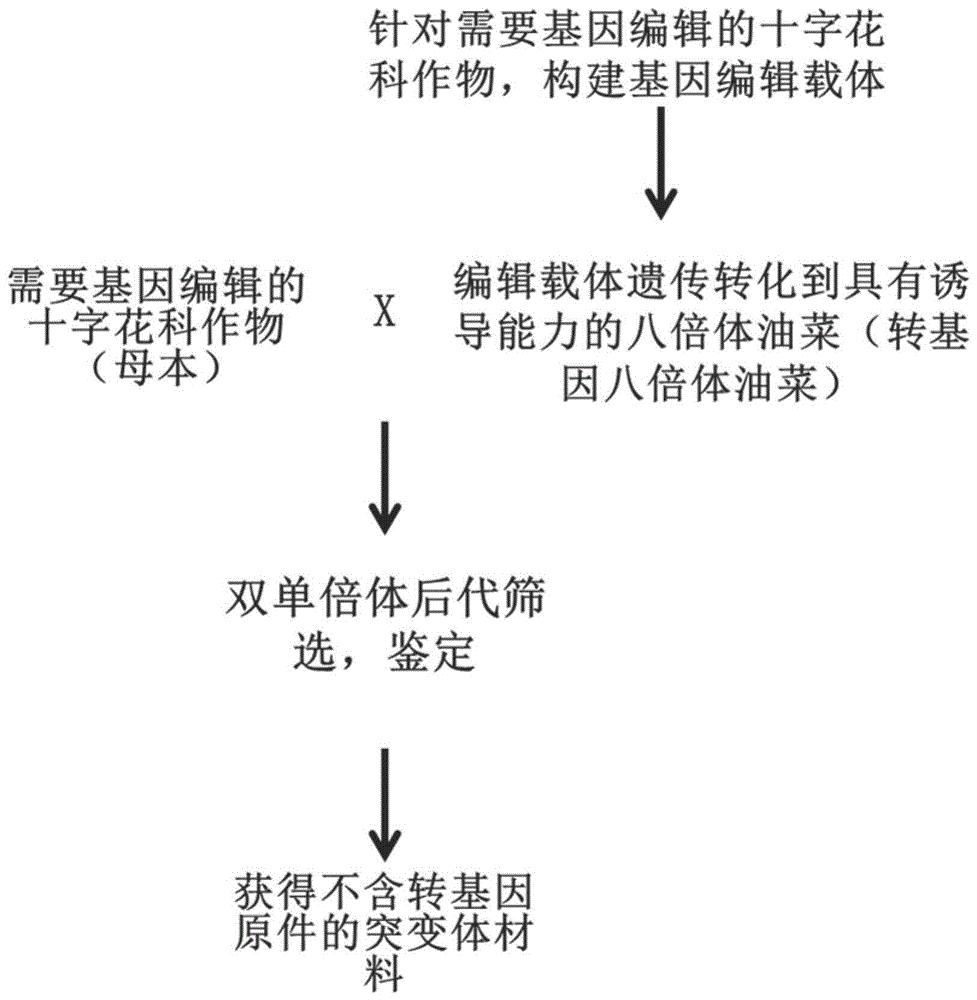 一种八倍体油菜转基因方法以及在基因编辑中的应用