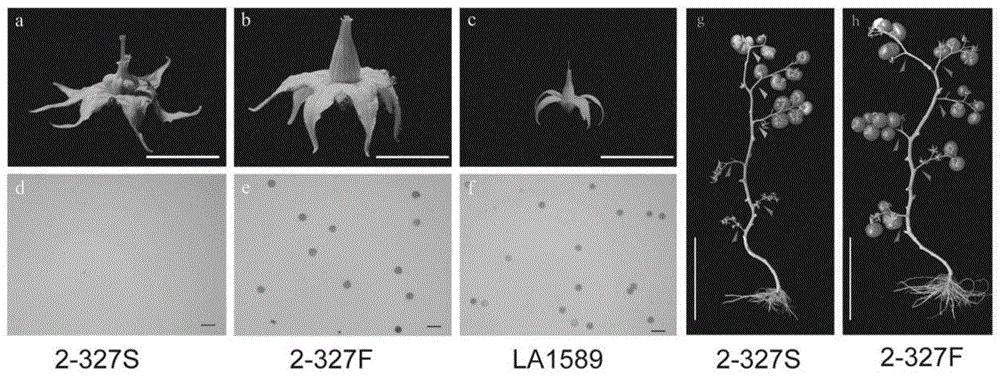 与番茄雄性不育突变位点ms-15、ms-26、ms-47相关的分子标记和应用