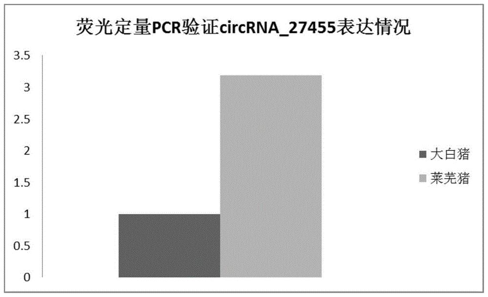 circRNA_27455及其检测试剂与应用