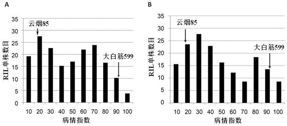 一种鉴定或辅助鉴定待测烟草黑胫病抗性的方法