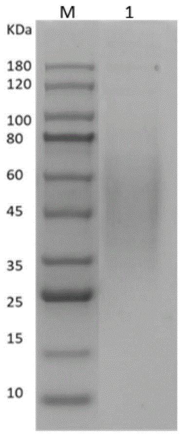 一种基于非洲猪瘟病毒CD2v蛋白的竞争性单克隆抗体、试剂盒及其应用