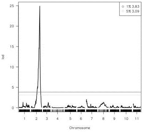与西瓜极小种子基因ts共分离的InDel分子标记、其引物及应用