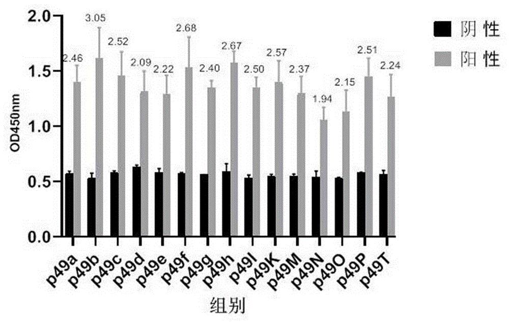 非洲猪瘟病毒p49蛋白抗原表位及其应用
