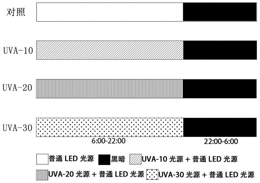 低剂量长波紫外光提高植物工厂叶菜产量及品质的方法