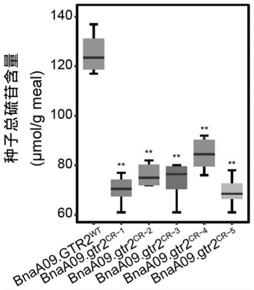 硫苷转运相关的甘蓝型油菜BnaA09.GTR2基因及其应用