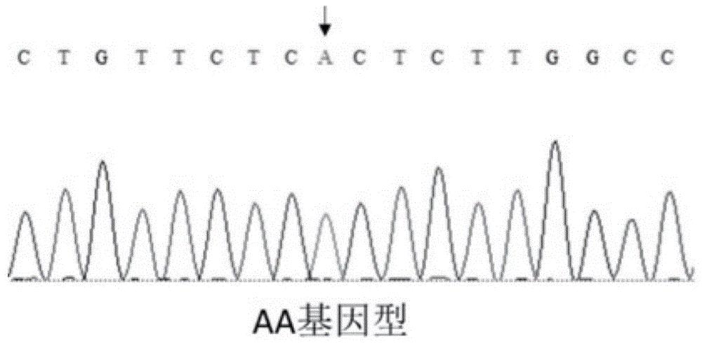一种影响猪肌纤维直径的SNP分子标记及其应用