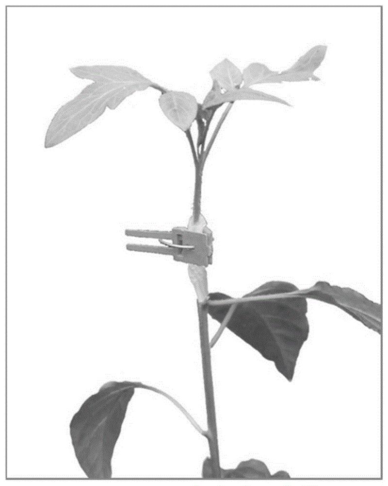 番茄嫁接苗的培育方法与应用