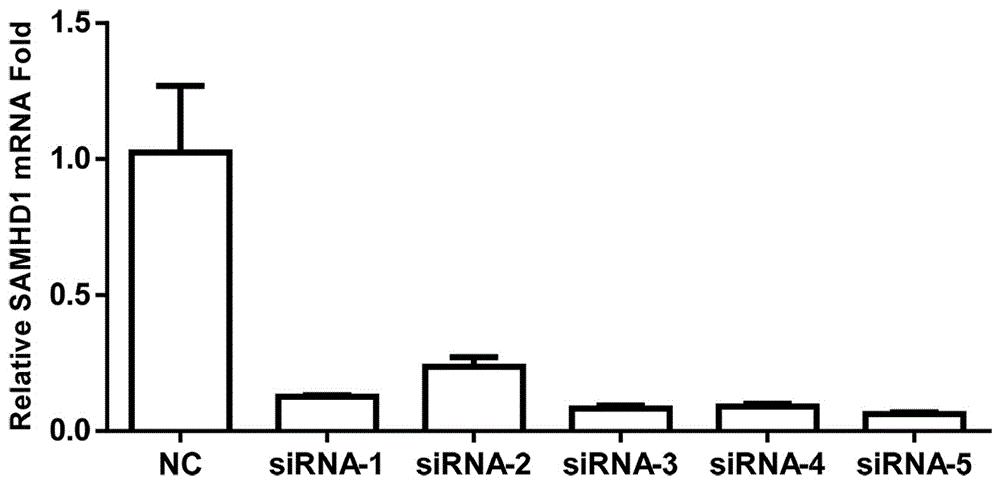 用于敲低猪SAMHD1基因表达的siRNA、试剂盒及其应用
