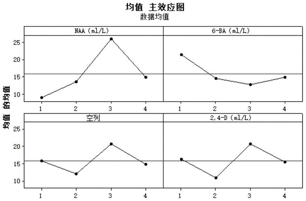 大蒜愈伤组织快繁和良种繁育方法