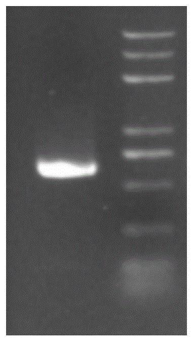 油菜BnA9-2基因在提高油菜角果抗裂性中的应用