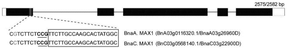 利用CRISPR-Cas9系统敲除甘蓝型油菜BnMAX1基因的方法及应用