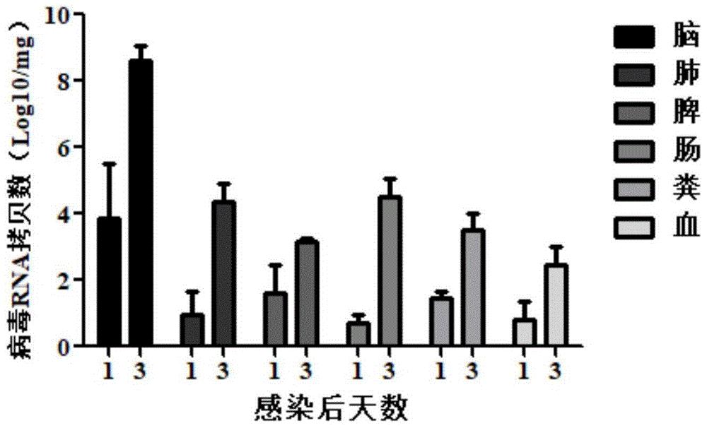 一种猪急性腹泻综合征病毒感染小鼠模型的构建方法及其应用