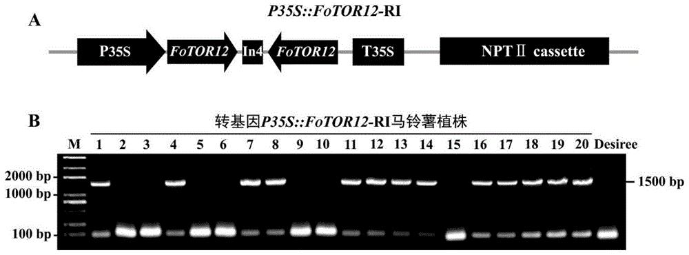 尖孢镰刀菌TOR基因RNAi载体及其与水杨酸联合防治马铃薯干腐病和枯萎病的方法