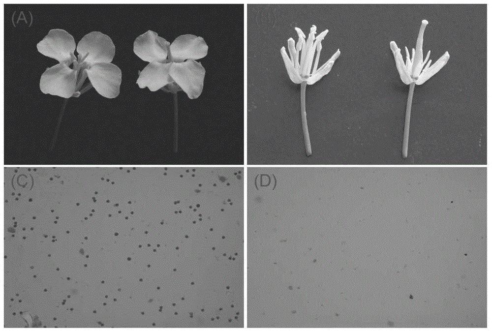 一种甘蓝型油菜雄性不育基因BnMS5e、cDNA、蛋白、载体、工程菌及其应用