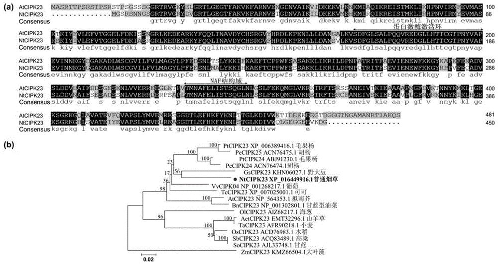 调控植物种子萌发与幼苗生长的基因及其编码蛋白与应用