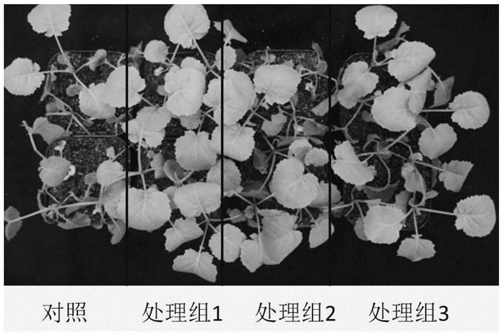 一种褪黑素在缓解油菜冻害胁迫中的应用