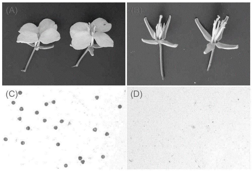 一种甘蓝型油菜雄性不育基因、蛋白、载体、工程菌及其应用