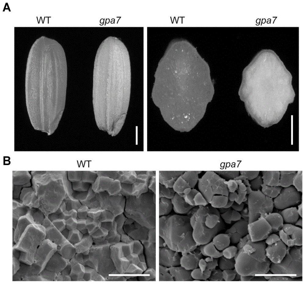一种植物谷蛋白分选相关蛋白OsGPA7及其编码基因与应用