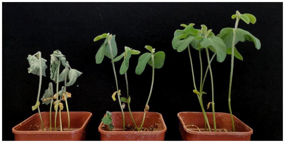一种植物重组表达载体及其构建方法和应用