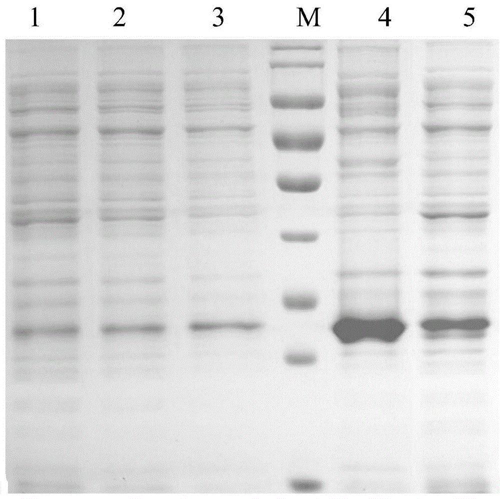 一种猪圆环病毒2b、2d型二价病毒样颗粒疫苗及其制备方法和应用