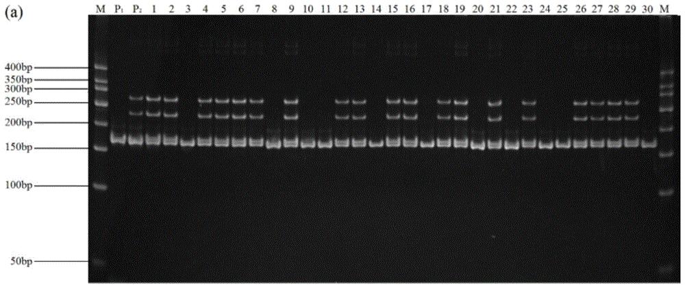 检测甜菜雄蕊育性的SSR分子标记及其应用