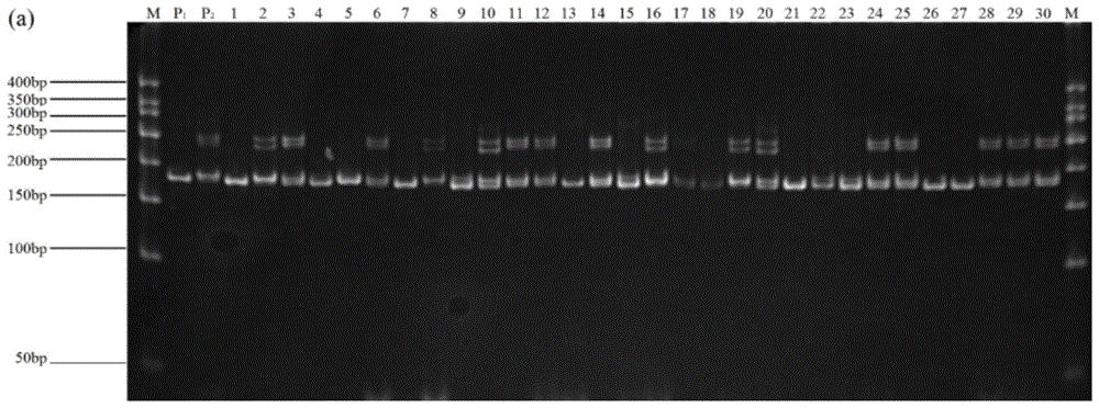 一种检测甜菜雄蕊育性的SSR分子标记及其应用