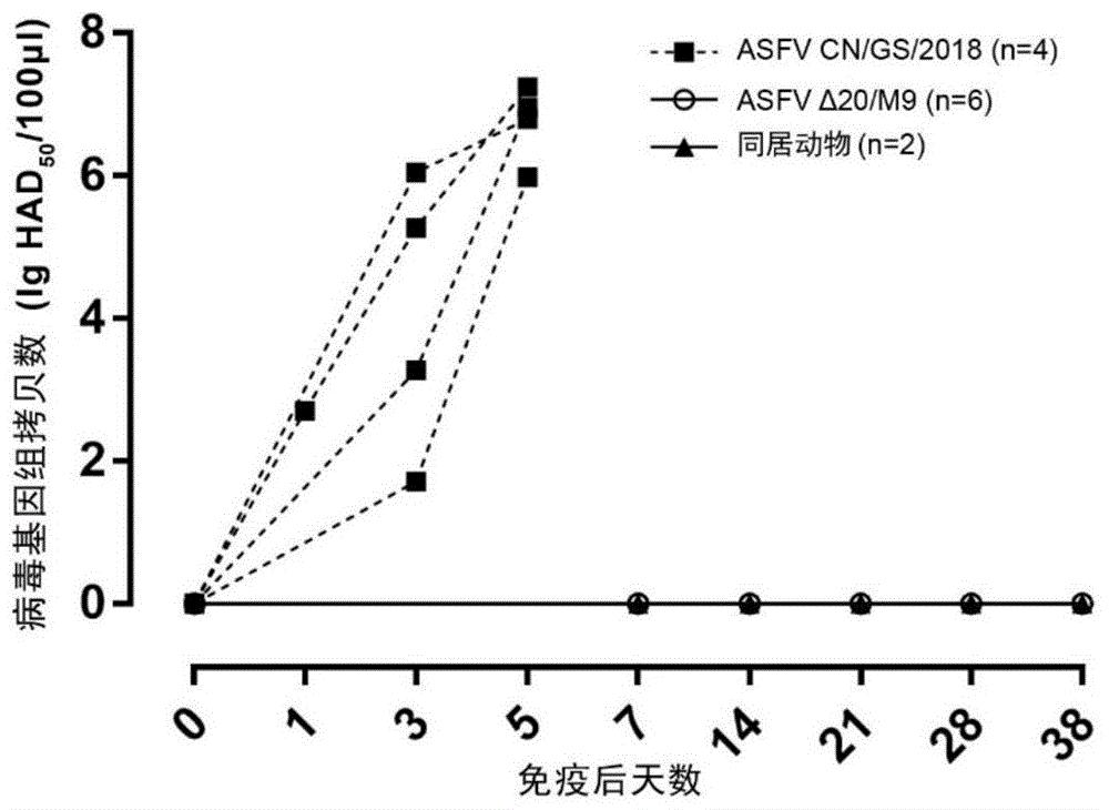 缺失十二个基因的减毒非洲猪瘟病毒株的构建及其作为疫苗的应用