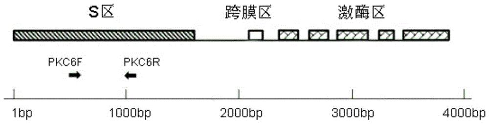 用于甘蓝自交不亲和系Ⅰ类S单元型筛选的PCR标记及引物