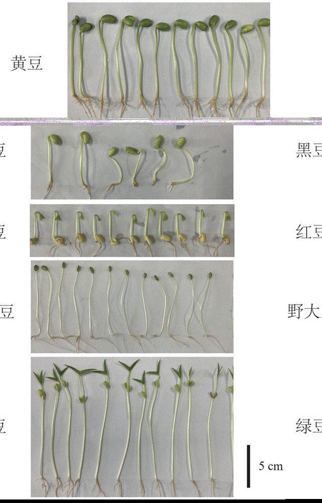 一种提高野大豆豆芽总黄酮含量的方法