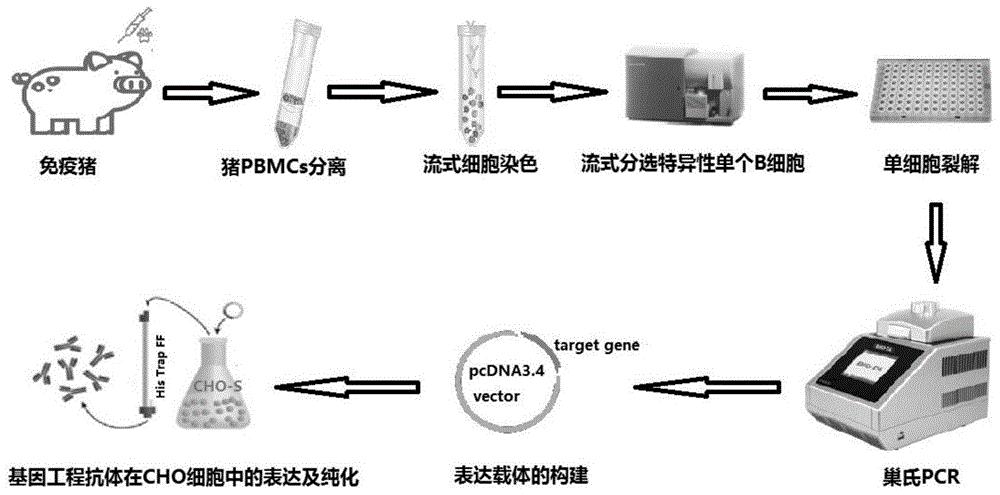 一种塞内卡病毒猪源单克隆基因工程抗体及其制备方法和应用