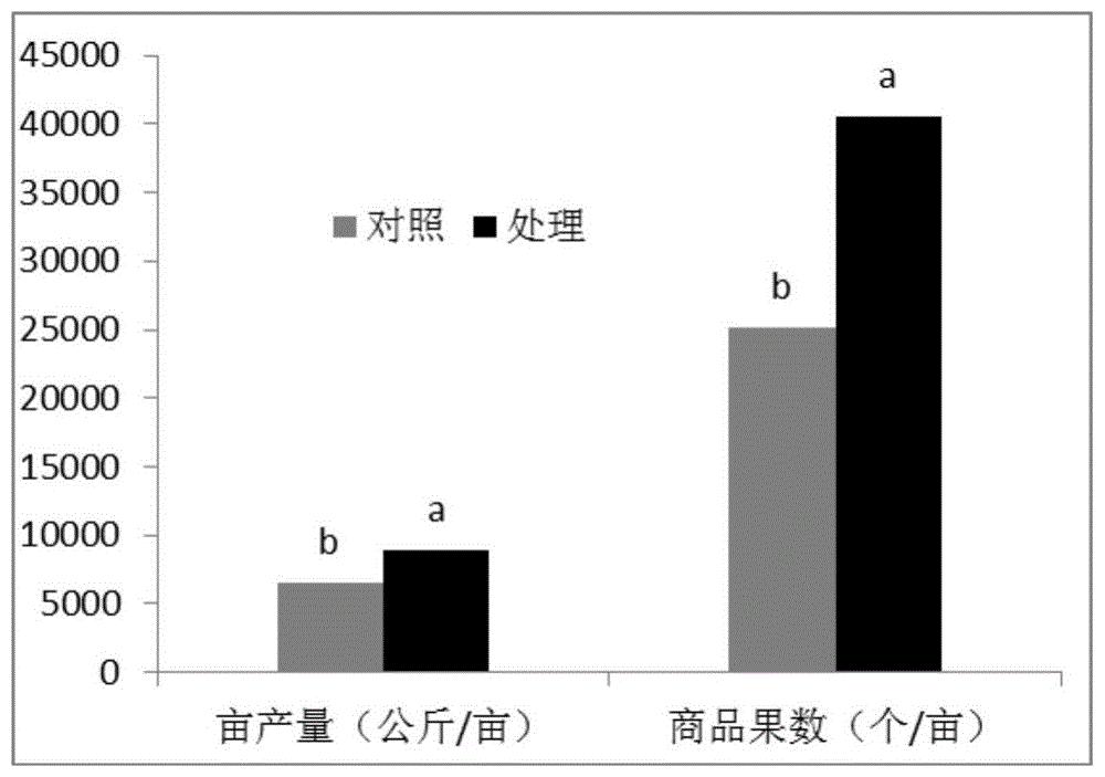 番茄双萌蘖嫁接苗培育方法