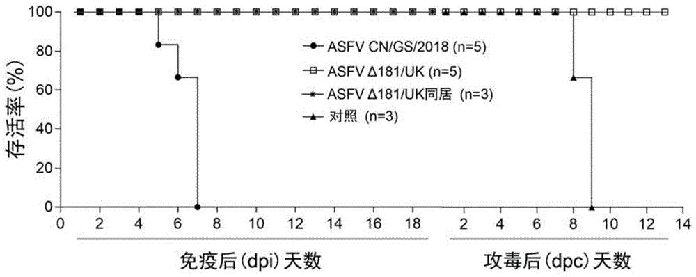 非洲猪瘟基因缺失弱毒株的构建及其作为疫苗的应用