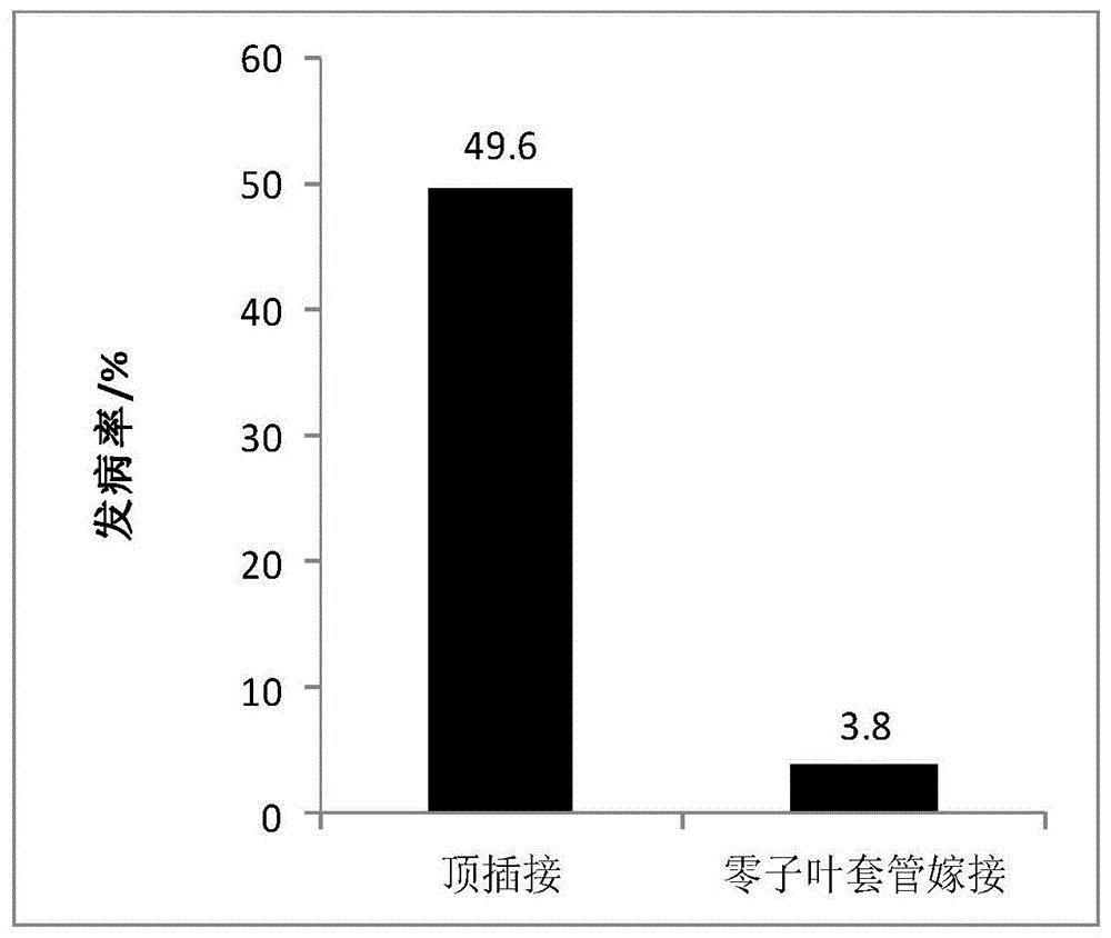 黄瓜砧木零子叶顶端套管嫁接育苗方法