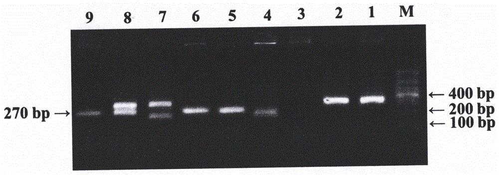 大豆根瘤菌菌株5873PCR鉴定方法、其所用的引物及应用