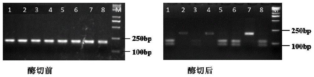 大豆分子标记及其多态性在鉴定大豆分枝数性状中的应用