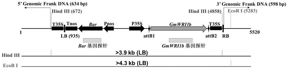 转GmWRI1b基因大豆GmWRI1b-OX6的侧翼序列、检测用引物对及检测方法