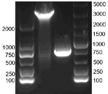猪CD163蛋白单克隆抗体的制备方法、表位鉴定及应用