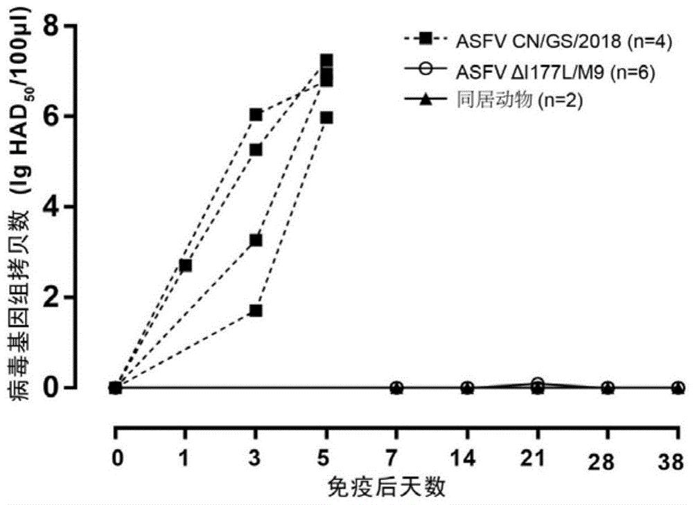 缺失十个基因的减毒非洲猪瘟病毒株的构建及其作为疫苗的应用