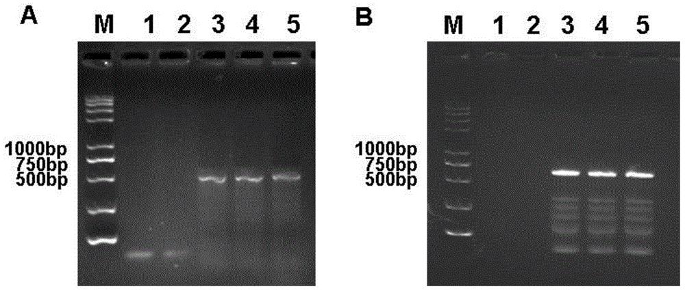 耐除草剂抗虫转基因大豆京豆323培育及特异性检测方法
