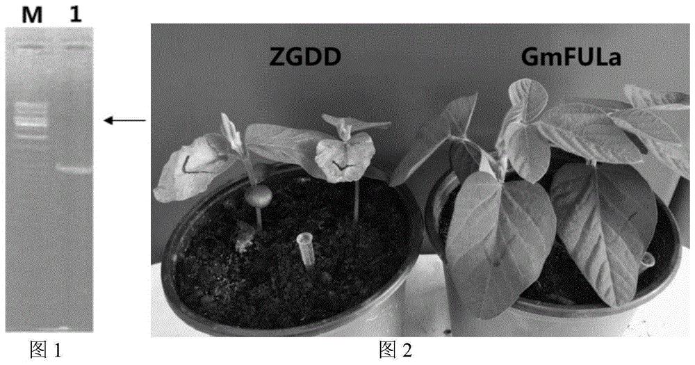 蛋白质GmFULa在调控大豆株型和产量中的应用