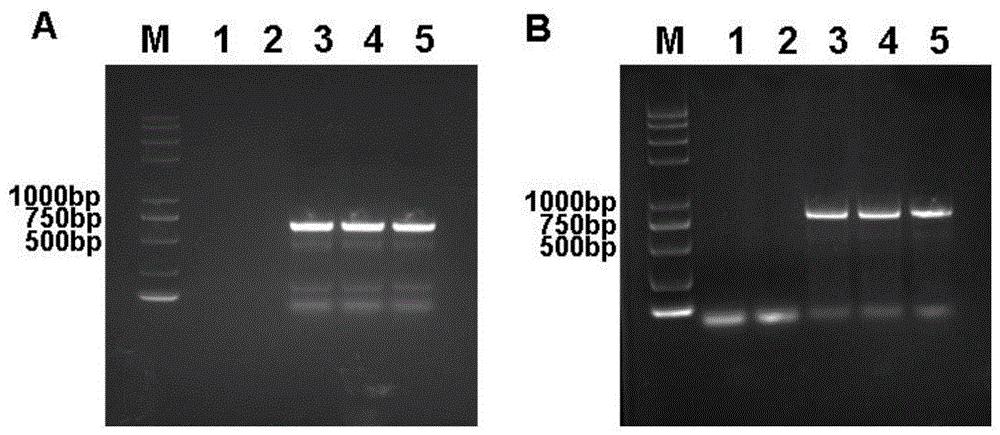 耐除草剂抗虫转基因大豆京豆321及其特异性检测方法