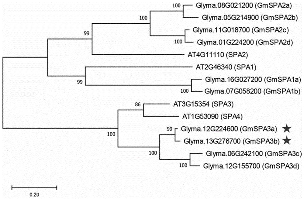 大豆GmSPA3a/3b蛋白及其相关生物材料在调控植物开花和株高中的应用
