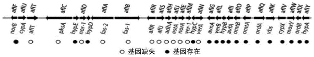 一株不产毒黄曲霉及其在降解黄曲霉毒素方面的应用