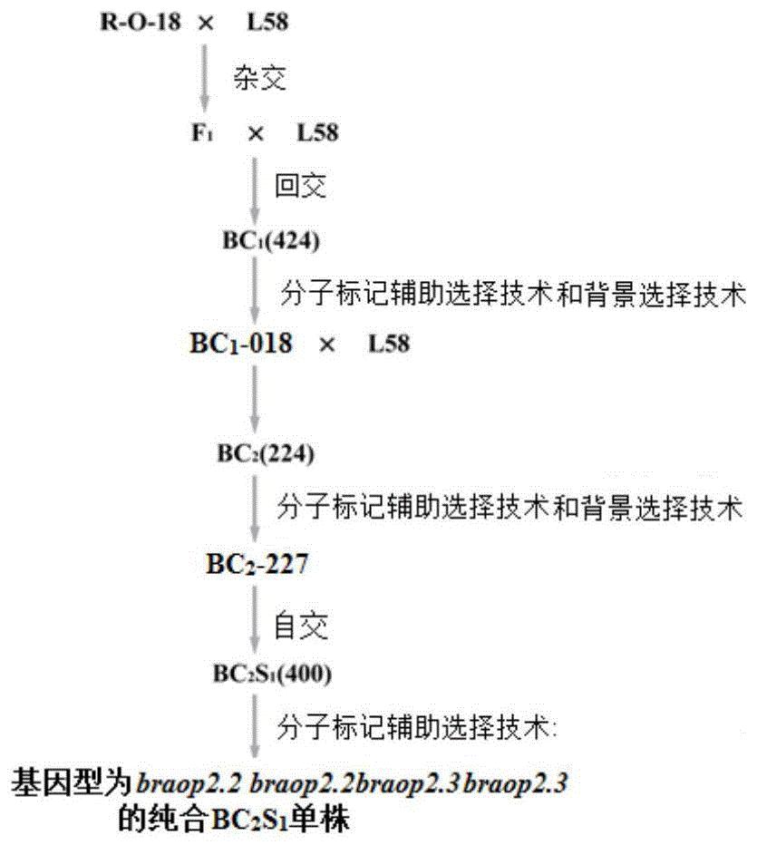一种高含量4-甲基硫氧丁基硫甙白菜类作物的选育方法